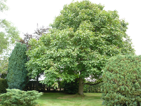 crown reduction on mature walnut tree 1