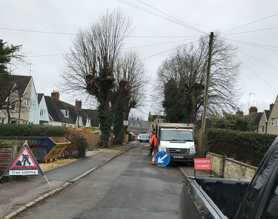 pollarding at witney 1