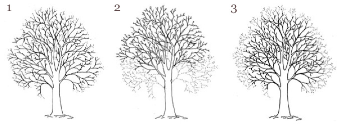 pruning definitions